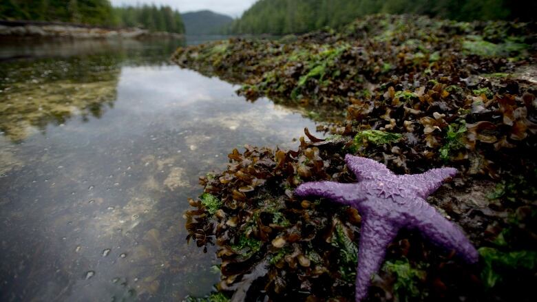 A purple sea star is seen in Meyers Passage near Princess Royal Island, B.C. Friday, Sept, 20, 2013. 