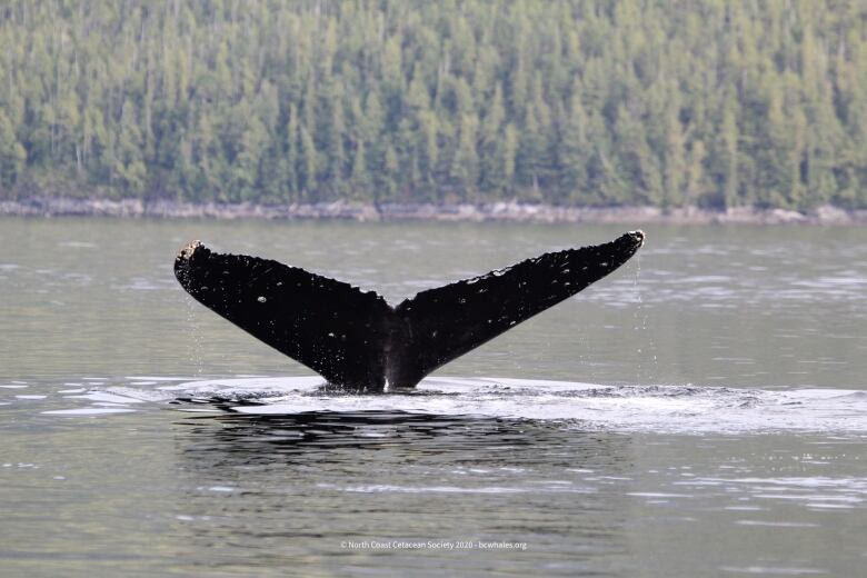 A whale fluke surfaces above the Pacific.