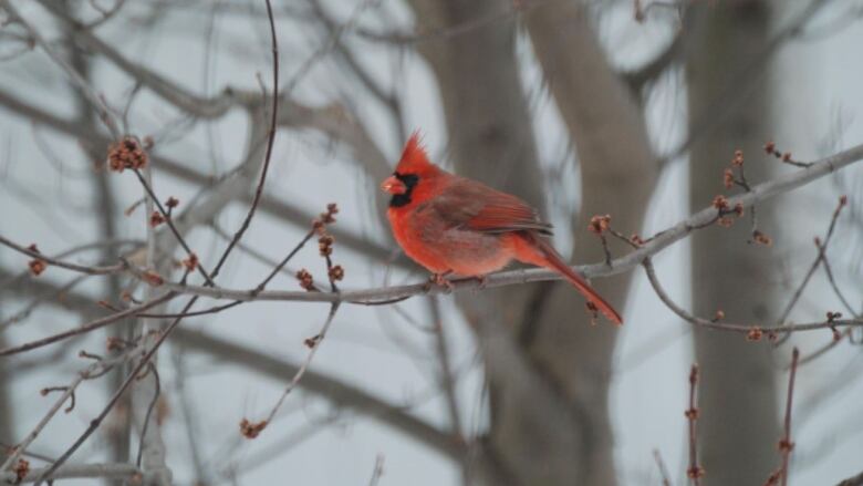 A red cardinal.