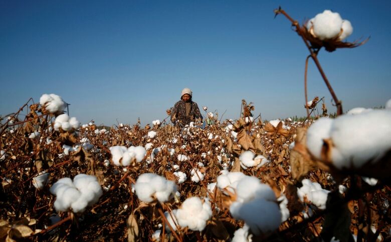 A man picks cotton in a field.