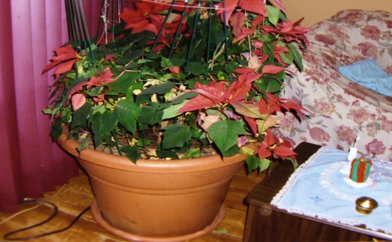 A large poinsettia is seen in a terracotta pot next to a couch and coffee table.