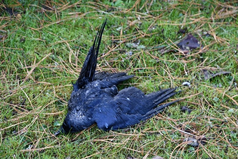 A dead crow lies face down on grass covered with pine needles.