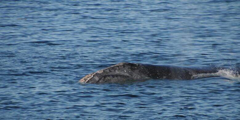 A body of water with the top half, lengthwise, of a whale peaking out of the water