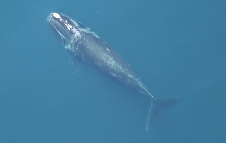 The top view of a whale, mostly submerged in a body of water