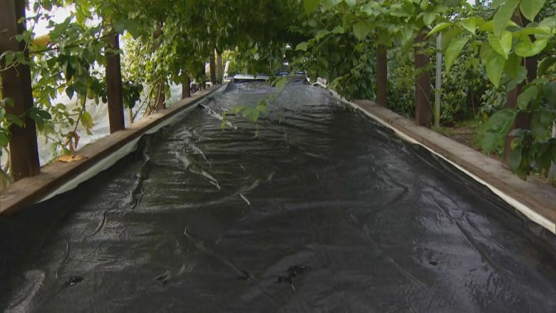 A rectangular pool located within a greenhouse. 