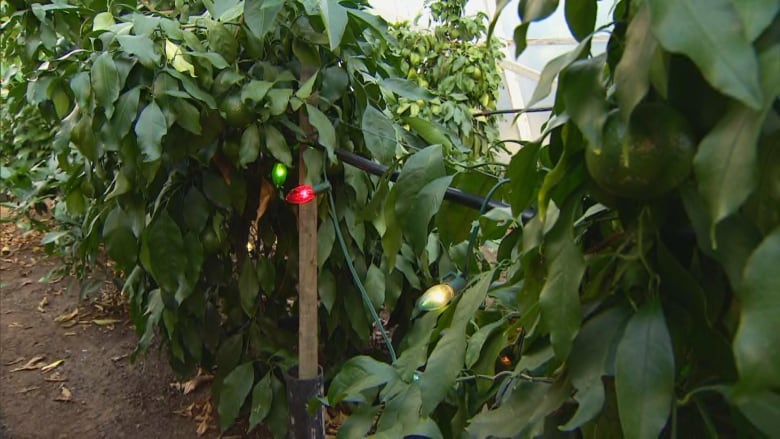 Christmas lights are strung between plants.