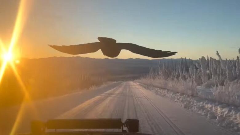 A raven seen through a windshield, flying in front of the moving vehicle on a snowy road.