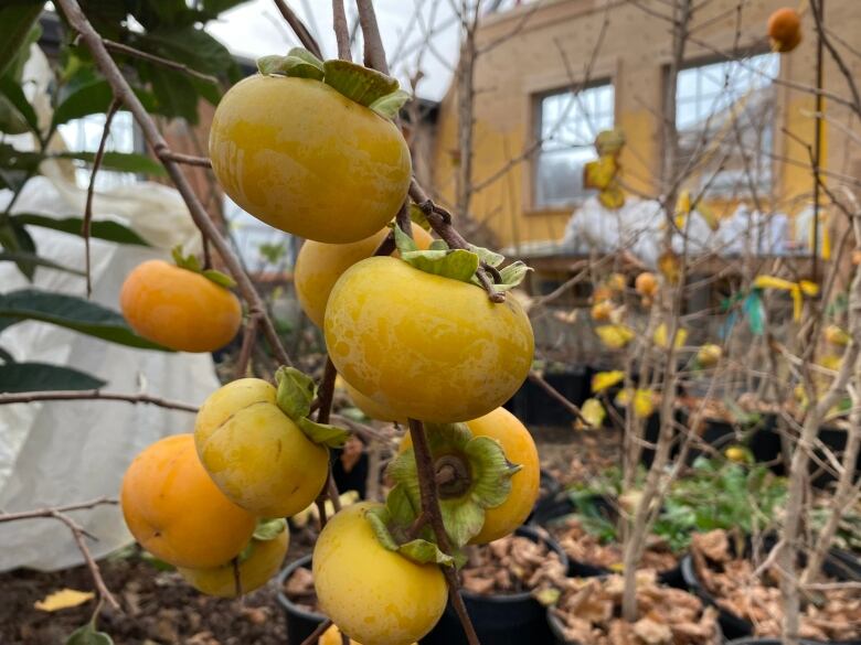 A bunch of orange persimmon hang from a branch in a greenhouse. 