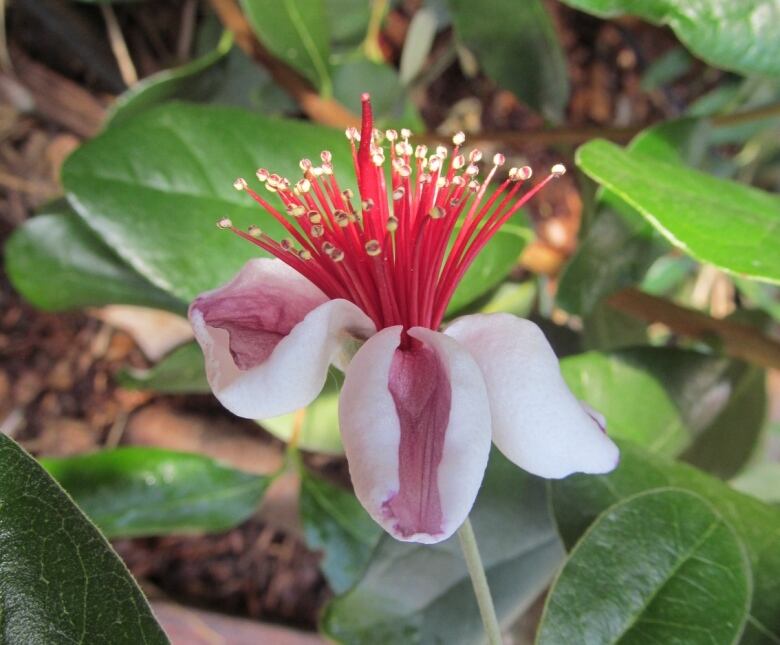 A pink and white flower with four petals.