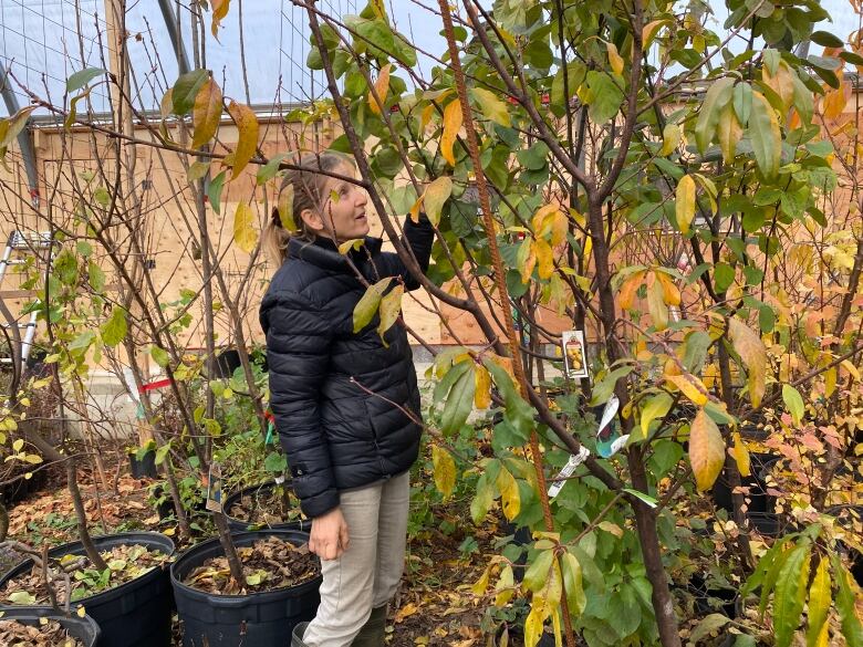 A woman stands in a greenhouse and reaches up to touch the branches of a yellow and green leafed tree. 