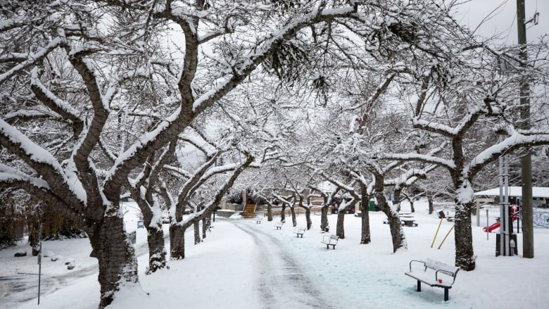 A park path bordered by trees on both sides and benches on the right, all covered in white snow.