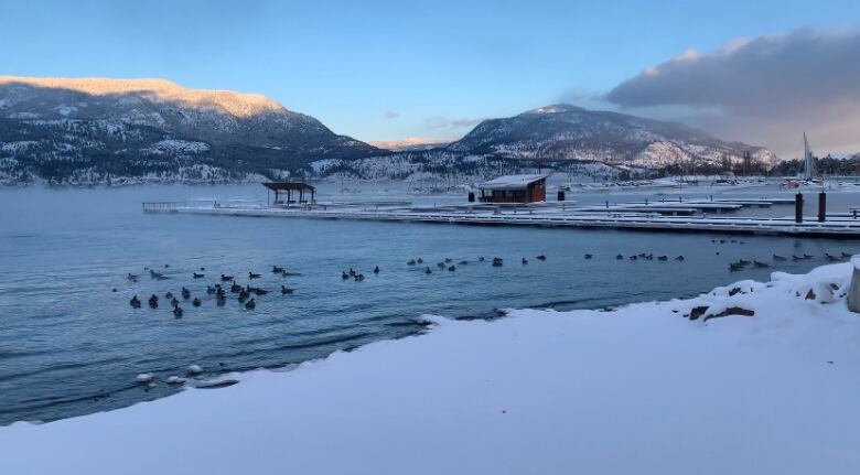 A flock of ducks swim in the big lake, with snow on the shore and mountains and ports in the background.