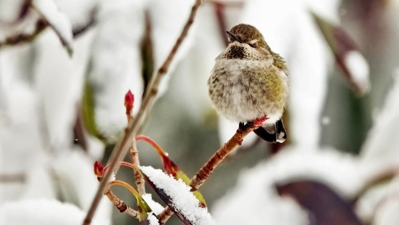 A puffed up hummingbird is perched on a little branh with a leaf nearby covered in a thick dusting of snow. The bird is basically facing the camera.