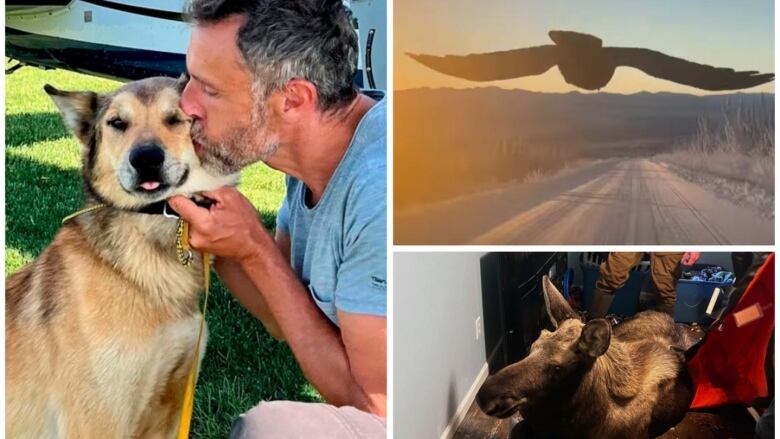 A collage of three photos: a man kneeling beside a dog and kissing its face, a raven seen through a windshield flying down a snowy highway, and a moose sitting inside the room of a house.