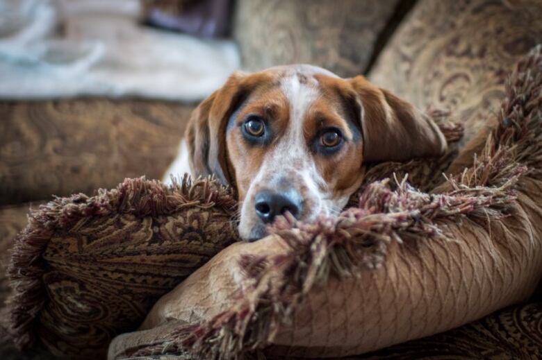 A beagle lies down on the arm of a brown couch.