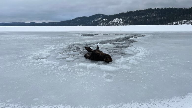 A moose's head above a frozen lake.