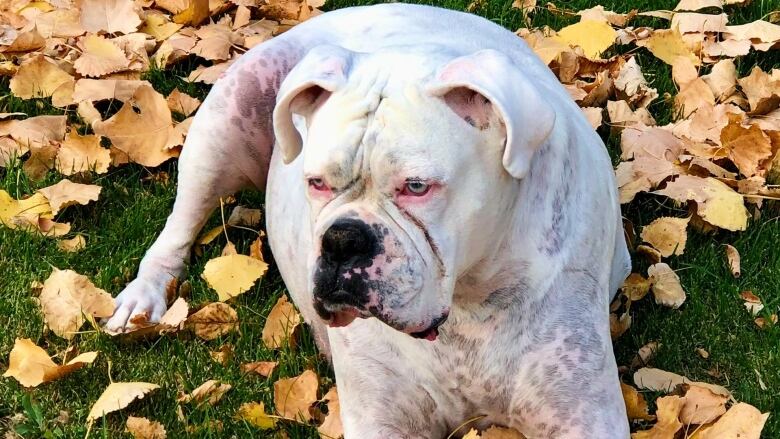 A white dog is lying on the ground, surrounded by grass and leaves.