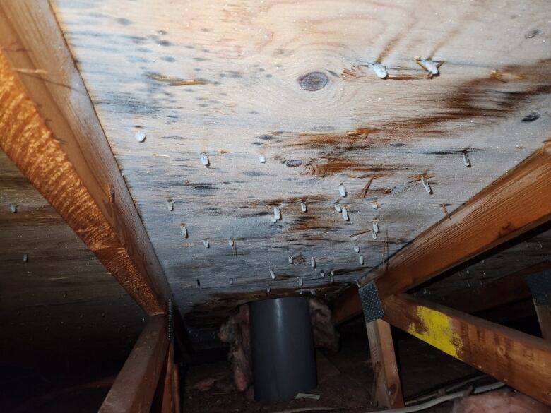 Dusty mould is seen on the wooden ceiling of an attic.