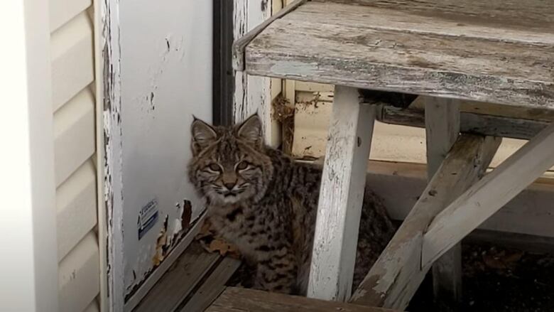 A bobcat stands under a wooden bench and near a wooden shack.