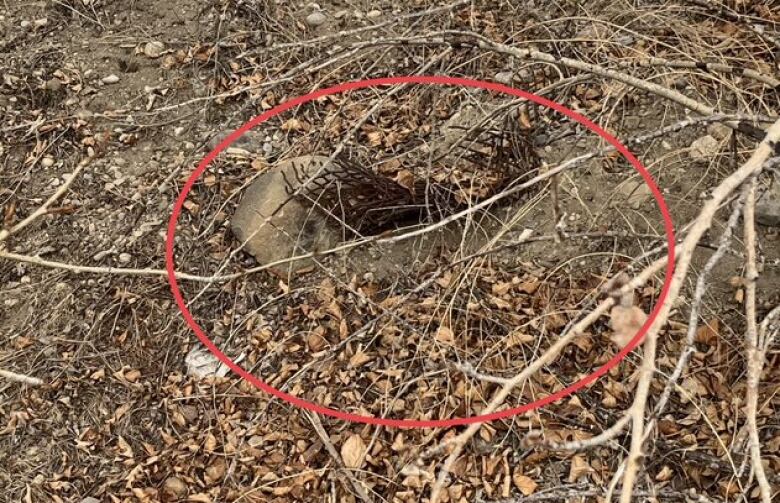 A rusted piece of latticed metal sticks up from rocks and dead leaves. The object is highlighted by a red circle. 