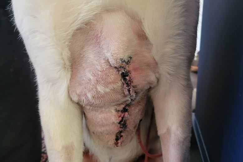 A large red wound stretches from a dog's stomach to his chest. A tube is sticking out of the dog, draining fluid from the injury area. The dog has white fur and shaved sections where veterinarians operated and performed procedures. 