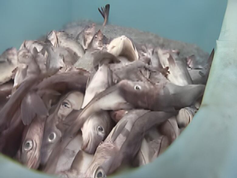 A bucket full of fish is shown