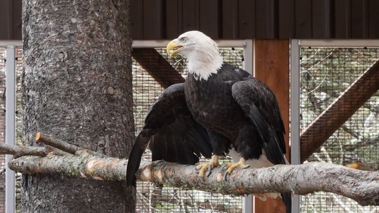 A bald eagle on a perch