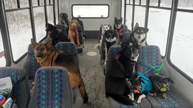 About a dozen dogs sit on seats inside a bus.