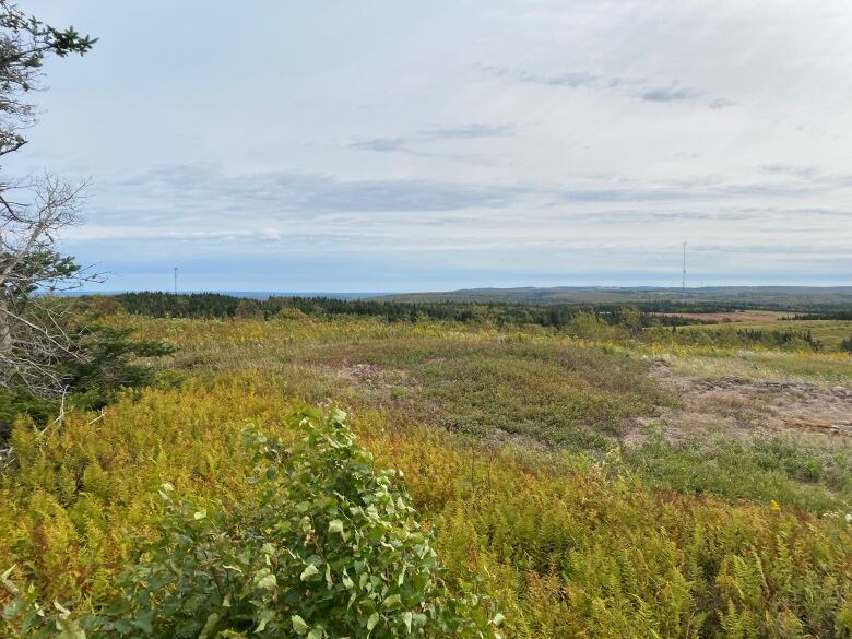 A large field of grass and bushes.