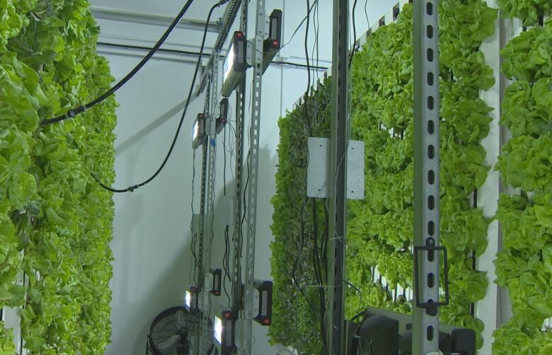 Walls of lettuce, lit with LED lights, growing in a warehouse in Newfoundland.