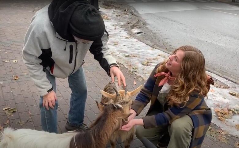 A woman squats to feed two goats while talking to a man on the street.