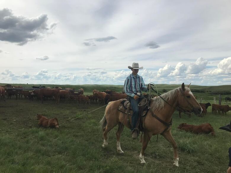 A boy, dawning cowboy garments, is sitting on a brown horse. He is towing some cattle that he roped.