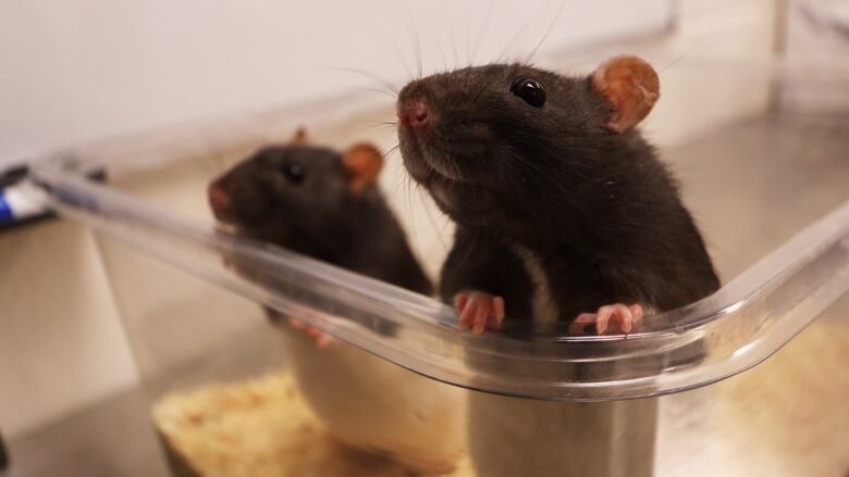 Two brown laboratory rats look over the side of an enclosure.