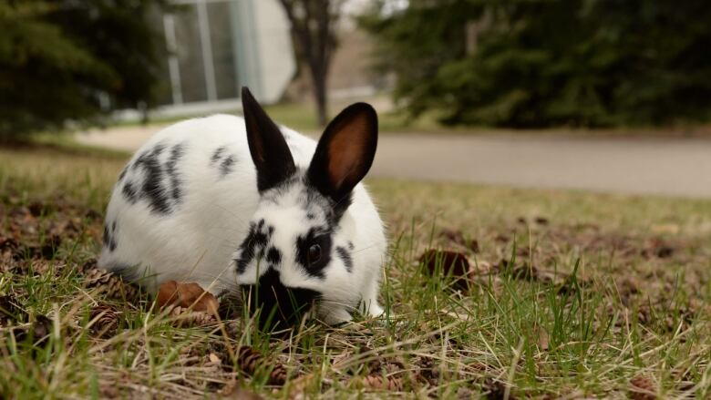 Feral rabbits aren't native to Canmore, Calgary and Edmonton but have proven to survive many winters.