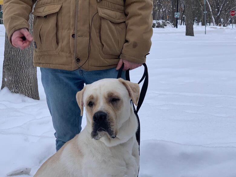 A blonde-coloured Mastiff-mix dog is on a leash held by a man wearing a camel-coloured coat and jeans on a snowy day.