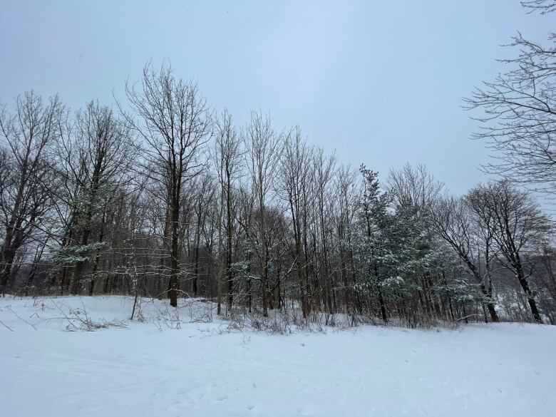 A canopy of bare trees in the winter. 