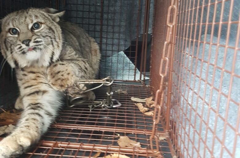 A bobcat sits in a cage holding up its left front paw, which is clinched in a metal trap. 