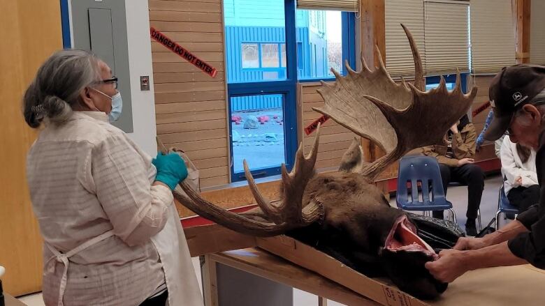 Two people are shown with the head of a moose on a table in a classroom.