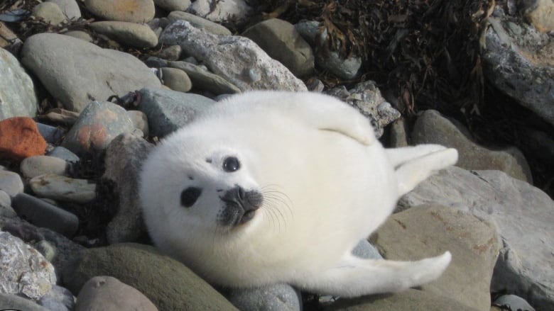 Seals are pupping from now until spring depending on the species including harp seals, harbor seals, hooded seals, and grey seals.