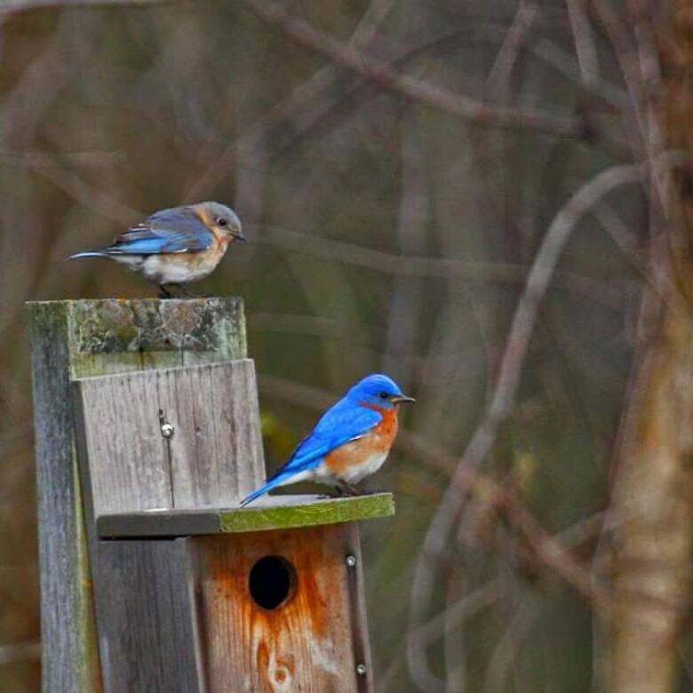 Two bluebirds perch in Ojibway Park.