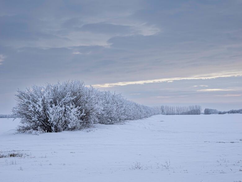 With temperatures below freezing, rime ice has built up on trees in many areas.