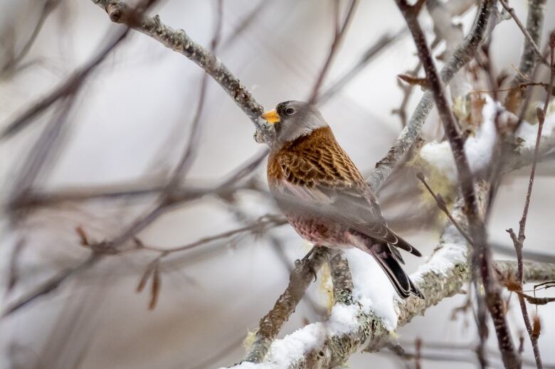 A bird with brown plumage and a grey head is seen nestled on a snow covered branch .