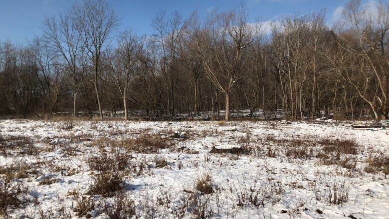 A cut down portion of a forest while remaining parts of the forest are not cut