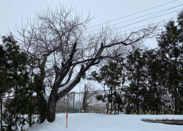 A backyard with snow with a big apple tree on left.