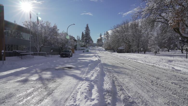 A snow-lined street on a sunny day, with multiple trees seen bearing snow.