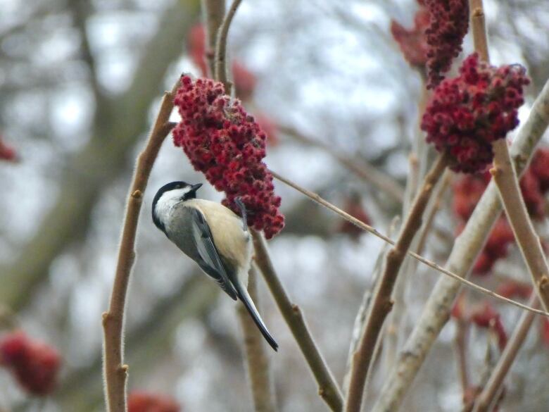 A black-capped chickadee perches on a sumac plant. 