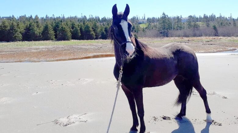 A dark brown horse stands on a sandy beach with water and trees in the background.