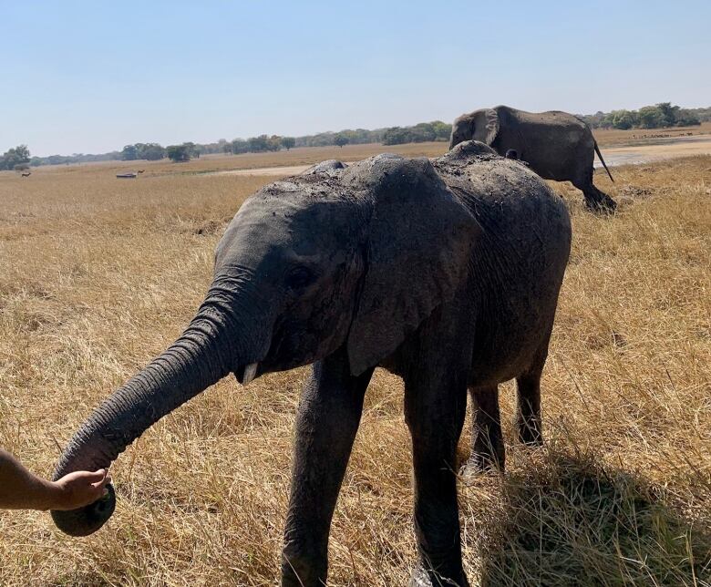 A human hand feeds a baby elephant with  its mother standing in the background.