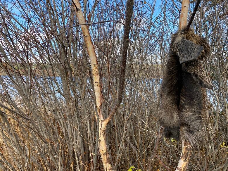 Beaver pelt in tree.