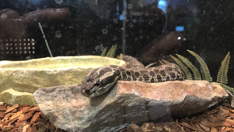 Massassauga Rattlesnake sits on a rock.